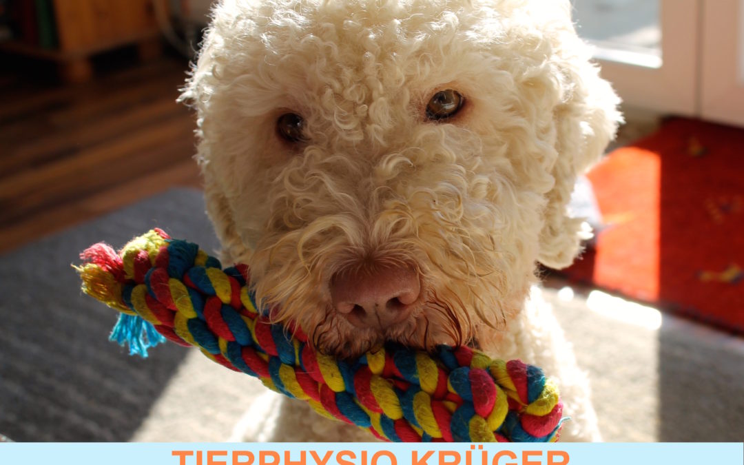 Tierphysio Krüger | Offenburg